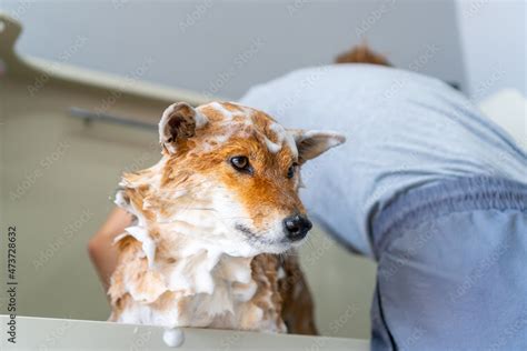 Dog wash in shampoo foam Stock Photo | Adobe Stock