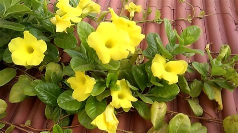 How to Grow Allamanda Plant - Golden Trumpet Vine With Care Tips - YouTube