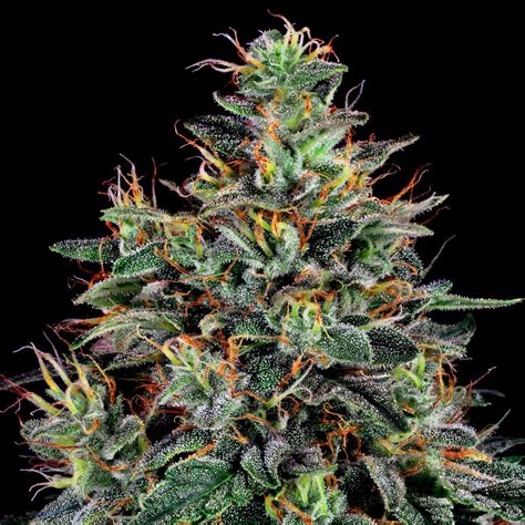 9 Best Kush Strains - WeedSeedShop