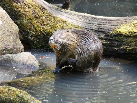 Coypu by clarazenart on DeviantArt