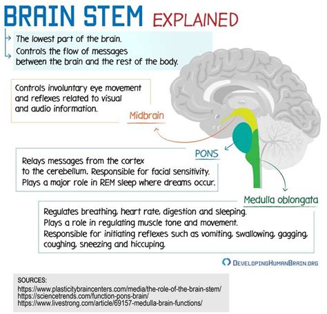 brainstem anatomy | Brain anatomy and function, Brain anatomy, Basic anatomy and physiology