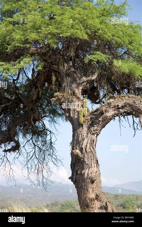 Algarrobo tree with cactus growing through it, Cafayate Gorge, Salta ...