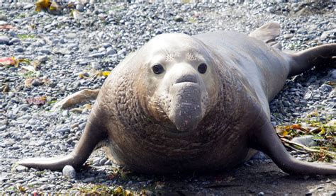 Common Seal - Facts, Diet & Habitat Information