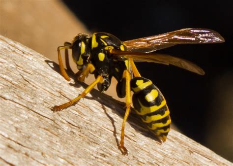 HymEnoptera suborder Apocrita aka – the nasty little beast | Allan ...