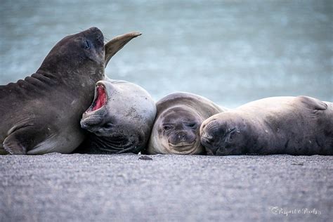 Animals In Antarctica: 32 Incredible Beasts And Birds (With Photos)