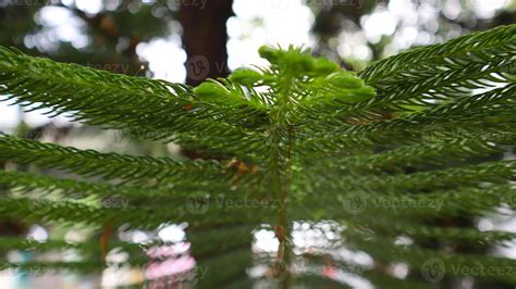 Green tree and leaf texture 11780371 Stock Photo at Vecteezy