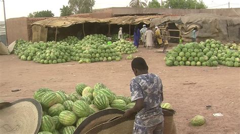 Niger: la pastèque, une culture en plein essor à Agadez - sahelien.com