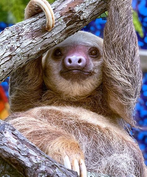 What is the skeleton of a Sloth like? What are their claws made of? | SloCo