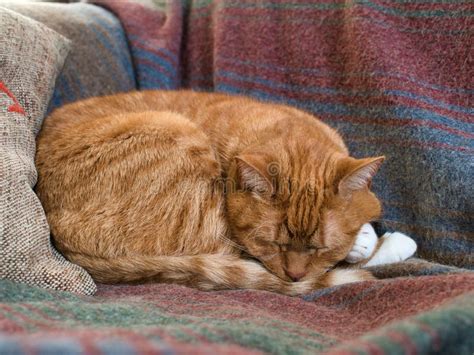 Baby Cat. Ginger Kitten Sleeping Under Blanket Stock Photo - Image of domestic, fluffy: 156066620