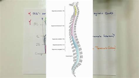 Struktur Medula Spinalis