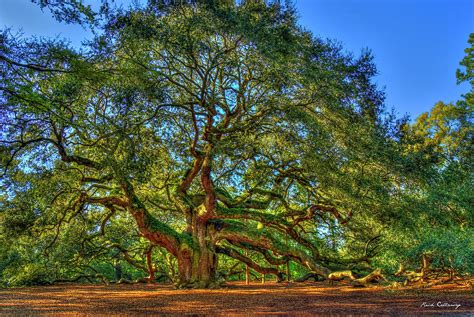 Tree Of Life Charleston SC Angel Oak Landscape Angel Oak Tree Art ...