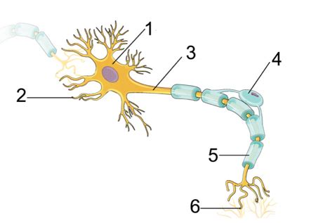 Label the parts of a typical neuron (1, 2, 3, 4, 5, 6) shown in the figure. | Homework.Study.com