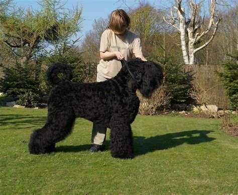 17 Amazing Big Black Furry Dog Breeds (2022) - Best Protection Dogs