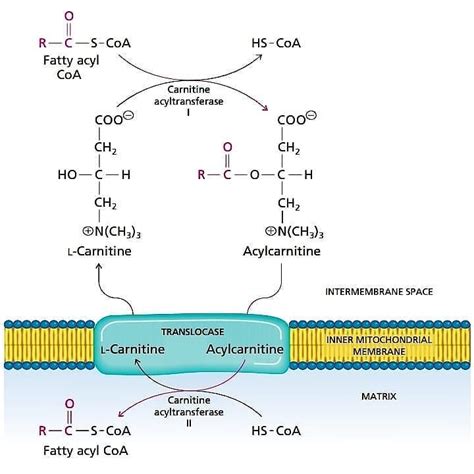 Carnitine Shuttle