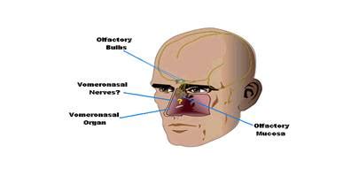 Intro to Pheromones: The Science of Smell