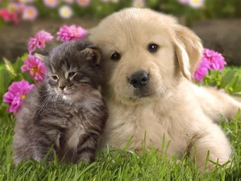 Download Cute Animal Cat And Dog Picture | Wallpapers.com