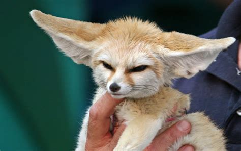 Fennec fox | The Biggest Animals Kingdom