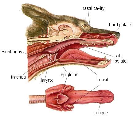 Cat and dog anatomy | Veterinary Teaching Hospital | Washington State University