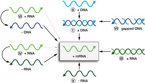 Viral genomes