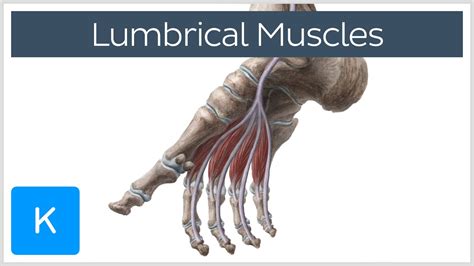 Lumbrical Muscles of the Foot - Human Anatomy | Kenhub - YouTube