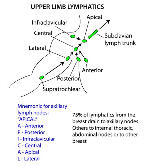 Axillary Lymph Nodes Group - TaniyaminSchroeder