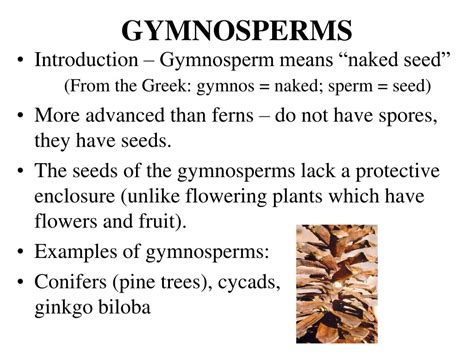 PPT - Gymnosperm Intro and evolution Life cycle and reproduction Uses and significance ...