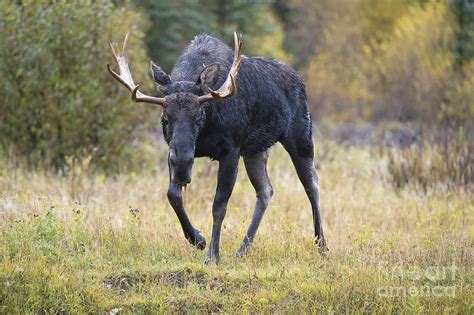 Wet Bull Moose Head On at Snake River Photograph by Robert Andersen ...