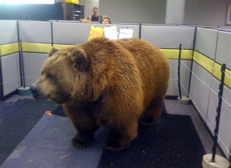 Bear in the Office - 1Funny.com