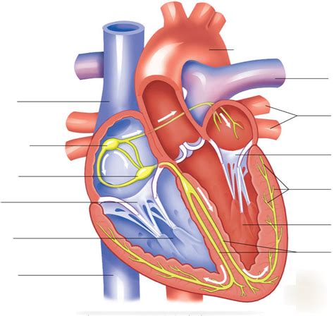 Cardiac conduction diagram Diagram | Quizlet