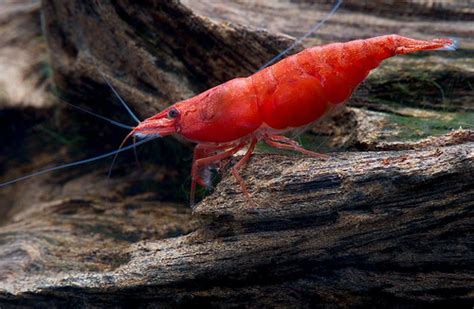 10 Freshwater shrimp species | Aquarium shrimp types & info – Aquariadise