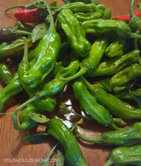 Why Everyone Loves Growing Shishito Peppers | You Should Grow