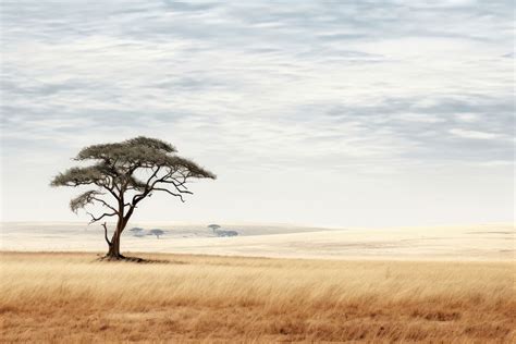 African Savannah landscape outdoors savanna. | Free Photo - rawpixel