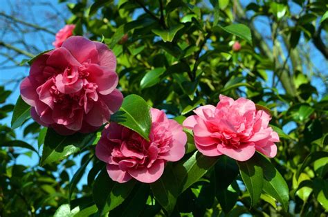 Camellia Feeding Tips - How And When To Fertilize Camellia | Gardening Know How