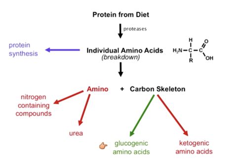 Protein Catabolism MCAT Study Guide Flashcards | Quizlet