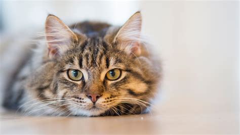 4 Types of Cat Cancer and Their Common Symptoms | Rau Animal Hospital