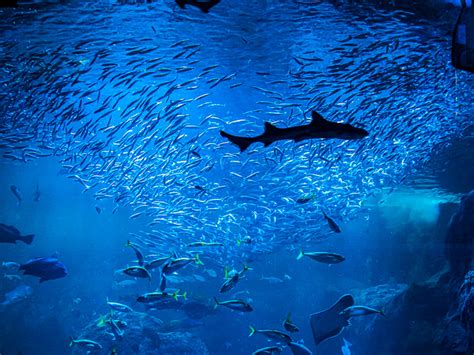 St.Louis Union Station Aquarium - CHESTERFIELD OFFICE SUITES