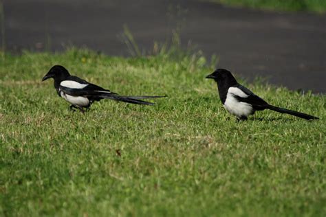 What time is o'clock?: Magpies