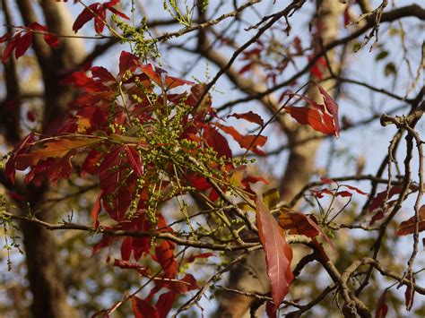 Duuthalam (Malayalam: ദൂതളം) | Sapindaceae (soapberry family… | Flickr