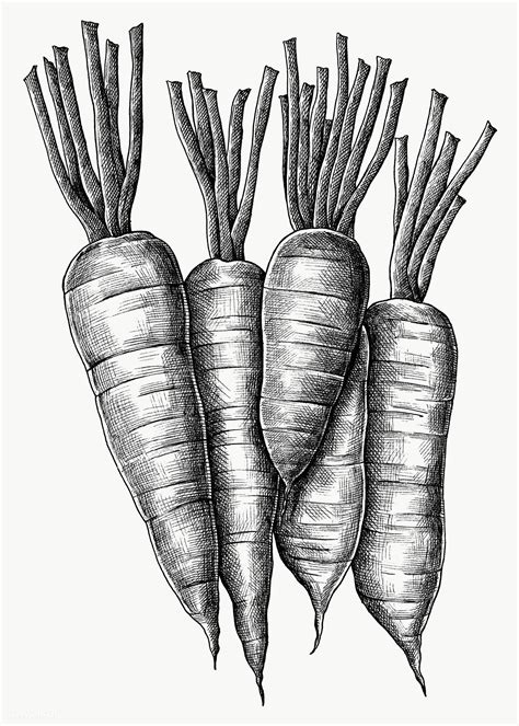 Five hand drawn fresh carrots transparent png | free image by rawpixel ...