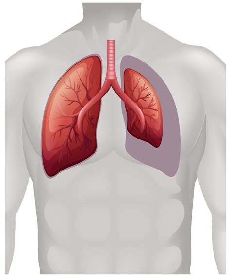 Placement of lungs on human 302868 Vector Art at Vecteezy