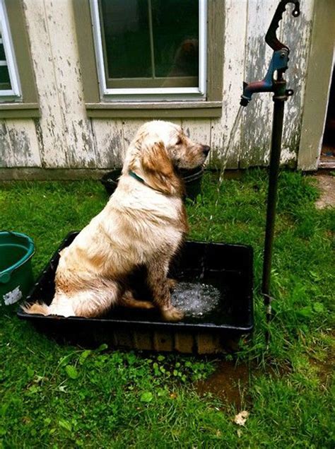 easy-diy-dog-washing-station