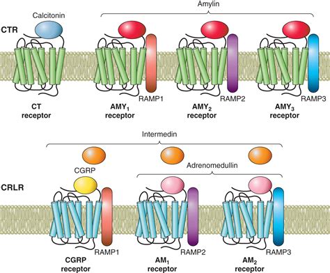 The Activity of Peptides of the Calcitonin Family in Bone | Physiological Reviews