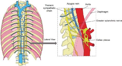 Splanchnic nerve modulation in heart failure: mechanistic overview ...