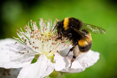 10 plants to get bees buzzing in your garden - Thrive