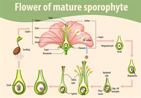 Fertilisasi Pada Tumbuhan Dari Golongan Angiospermae Terjadi Di Dalam