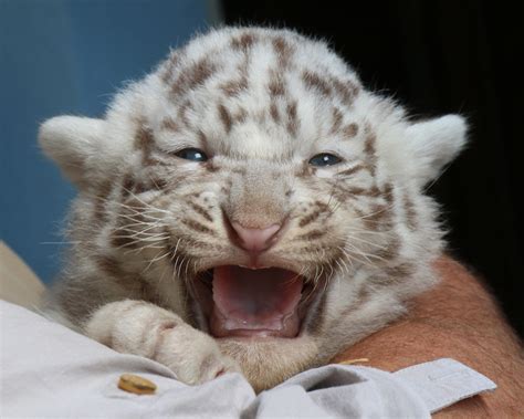 Images Of White Baby Tigers