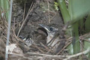 Wren Nesting Habits {Explained!} — Forest Wildlife