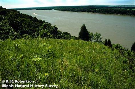 Tallgrass Prairie – Illinois Natural History Survey research