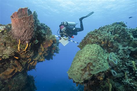 Coral Reefs Can Adapt to Climate Change - Here’s How - Coral Reef Alliance