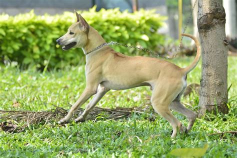 Phu Quoc Ridgeback Dog Profile & Facts (2024 Guide) - The Dogs Journal